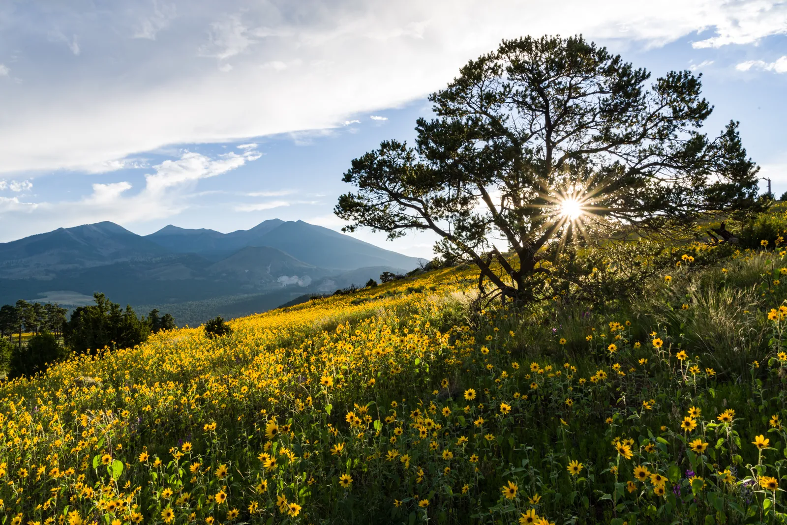 Late-summer sunflowers and a ponderosa pine below the San Francisco Peaks near Flagstaff