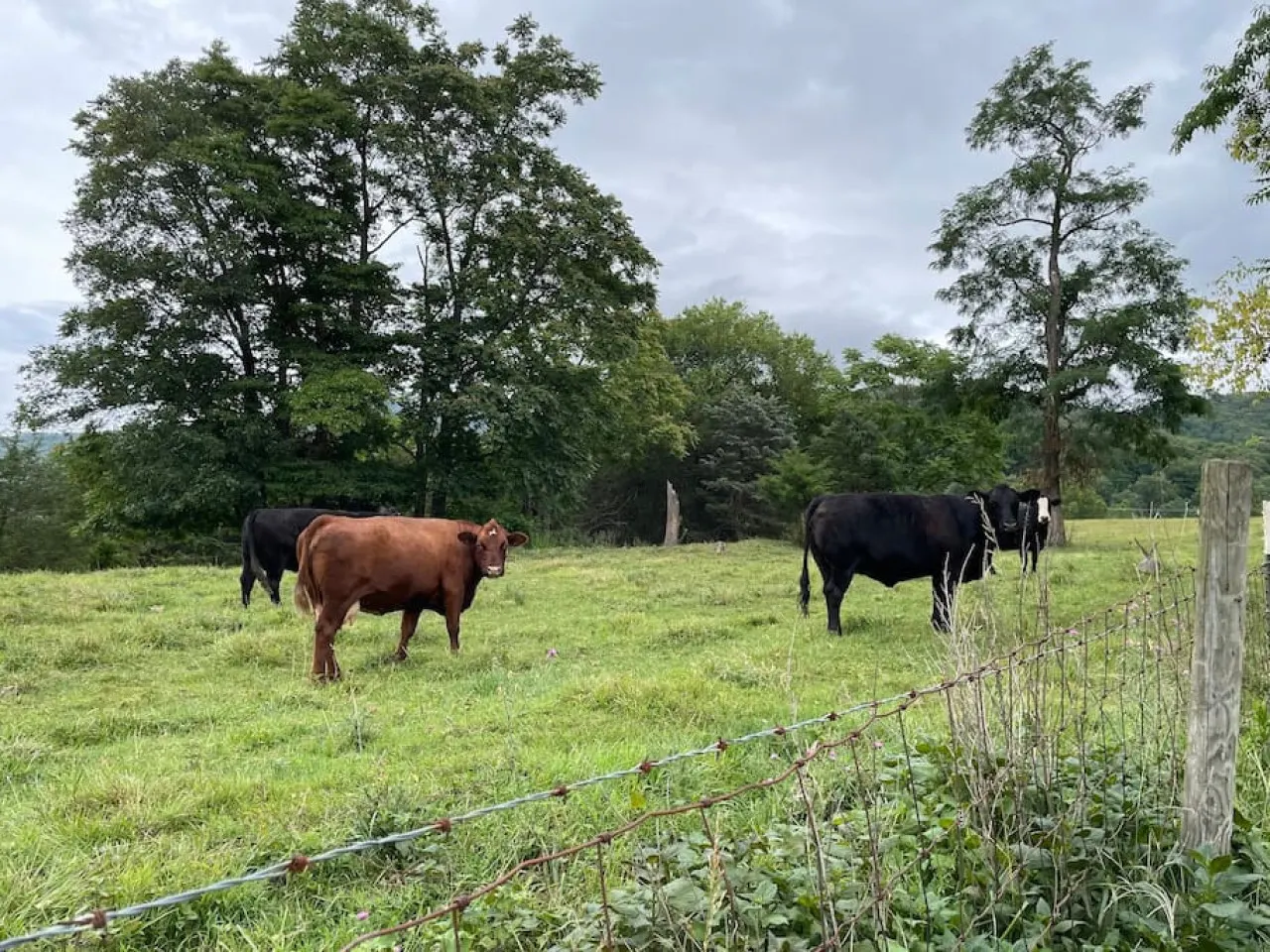 The neighhood cows saying hello!